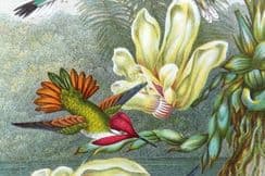 13th February 2023. Pouchet Birds, Botanical, Natural History