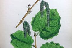 13th February 2023. Sowerby Botanical Prints