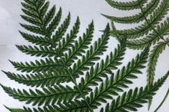 13th February 2024. Anne Pratt Ferns