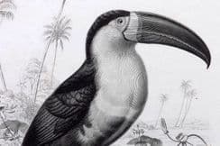 13th February 2024. d'Orbigny Birds & Natural History