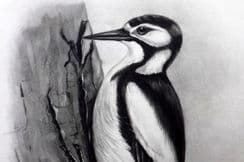 13th February 2024. Medland Bird Prints