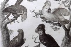 13th February 2024. Rees Birds Prints