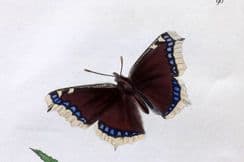 13th July 2024. Curtis British Entomology
