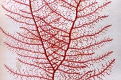 13th July 2024. Harvey Seaweed Prints