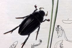 13th June 2024. CURTIS BRITISH ENTOMOLOGY INSECT BOTANICALS