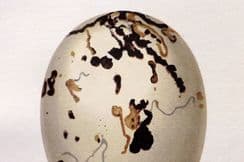 13th June 2024. Seebohm Bird Eggs