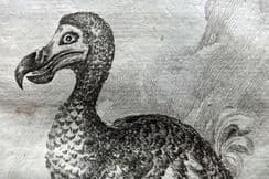 13th March 2023. Goldsmith Bird Prints