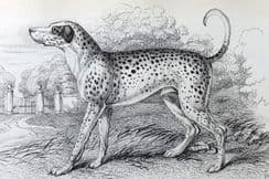 13th March 2023. Jardine Dog Prints