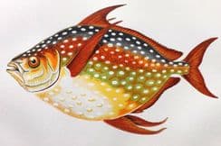 13th May 2022. Couch Fish Prints