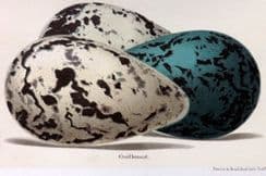 13th May 2022. Seebohm Bird Egg Prints