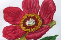 13th November 2023. Anne Pratt Botanicals