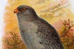 13th November 2023. Sharpe & Keulemans Bird Prints