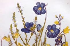 13th September 2022. Anne Pratt Botanical Prints