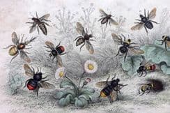 13th September 2022. Goldsmith Birds & Natural History