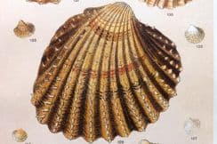13th September 2022. Gordon Shell Prints