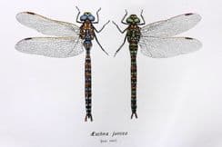 13th September 2022. Lucas - British Dragonflies