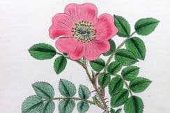 13th September 2022. Sowerby Botanical Prints