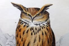 13th September 2023. Meyer Birds & Egg Prints