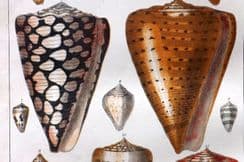 14th August 2024. Goldsmith Birds & Natural History