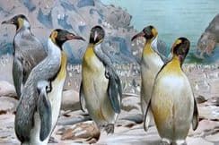 14th December 2022. Brehm Bird Prints