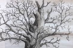 14th February 2023. John Evelyn Forest Trees