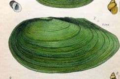 14th February 2026. Adams Shell Prints