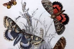 14th February 2026. Humphreys Moth Prints