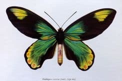14th February 2026. Prochazka Butterfly Prints
