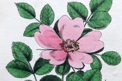 14th January 2022. Hogg & Johnson Top Flowers