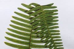 14th January 2022. Lowe Fern Prints