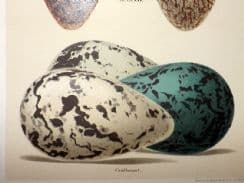 14th January 2022. Seebohm Bird Egg Prints