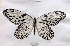 14th July 2025. Buffon Insects, Butterflies & Moths