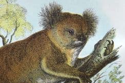 14th July 2025. Lloyds Australia Natural History