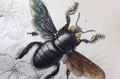 14th June 2022. Jardine Bees etc