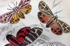 14th June 2022. Jardine Exotic Moths