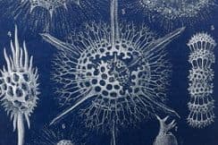 14th June 2022. Lydekker Natural History & Birds