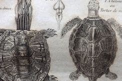 14th June 2022. Salacroux Natural History