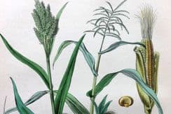 14th March 2022. Rhind Botanical Prints