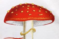 14th March 2023. Cooke Mushroom Prints