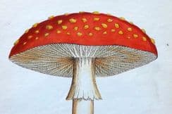 14th October 2023. Johnson Poisonous Plants