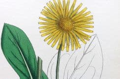 14th September 2022. Sowerby Botanical Prints