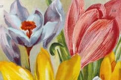 14th September 2022. Weathers Beautiful Bulbous Plants