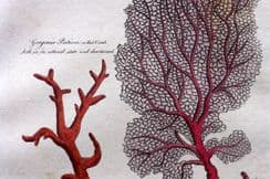 14th September 2025. John Good Pantologia Natural History & Botanical