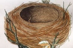 14th September 2025. Morris Nest Prints