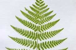 15th April 2023. Druery Fern Prints