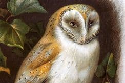 15th April 2023. Thorburn & Swaysland Birds