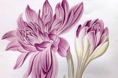 15th April 2023. Wooster Alpine Plants