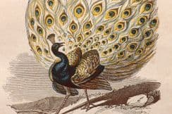 15th August 2022. Bicknell Bird Prints