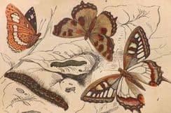 15th August 2022. Bicknell Natural History Prints