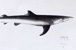 15th June 2022. Francis Day Fish Prints